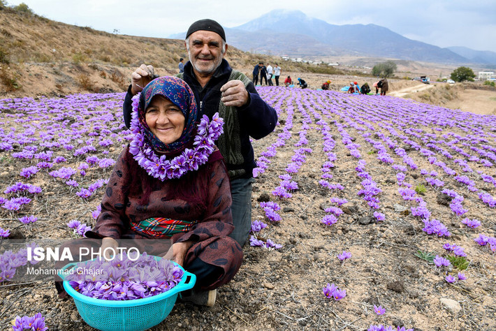 Nhụy hoa nghệ tây được cho là có nguồn gốc từ khu vực Địa Trung Hải, Tiểu Á, Iran. Ảnh: Iran Front Page.
