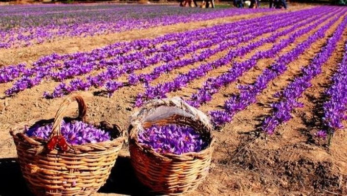 Ngoài ra, công nhân đều phải hoàn thành việc thu hoạch từ sáng sớm, trước khi Mặt trời lên cao. Ảnh: Internet.