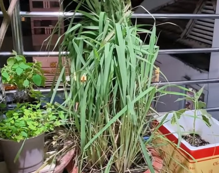 Khóm xả trồng trong chậu tốt um.
