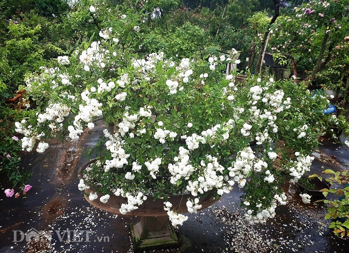 Hồng cổ Bạch Trà trong vườn hồng của anh Minh có giá từ 60 - 80 triệu đồng. Ảnh: Dân Việt.