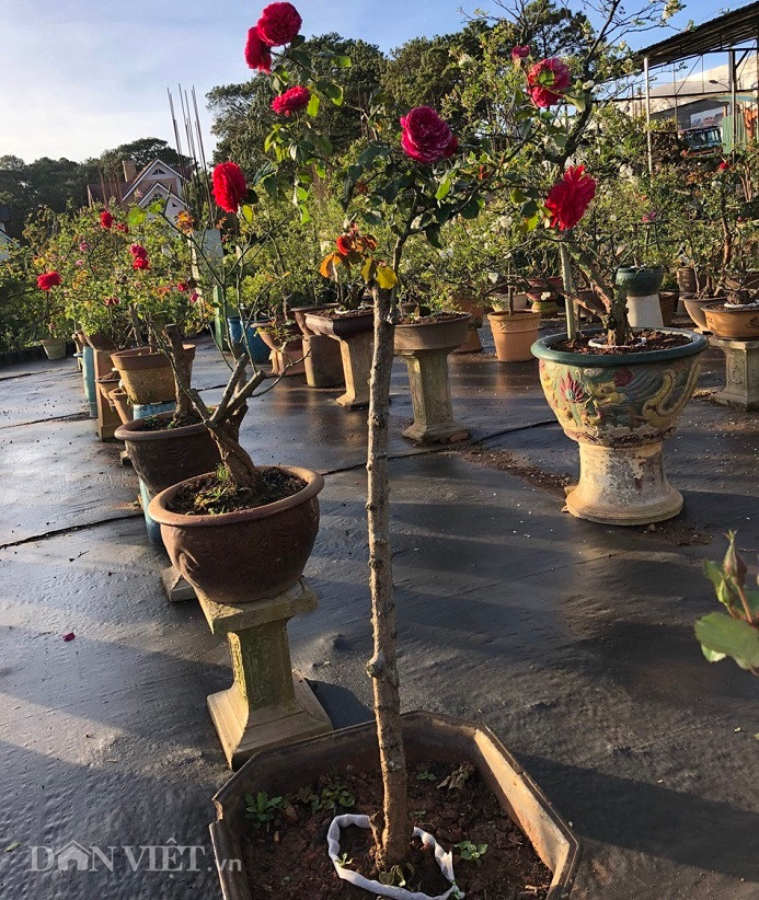 Rất nhiều chậu từ vài triệu đến vài chục triệu, thậm chí có chậu hoa lên đến giá 300 triệu đồng. Ảnh: Dân Việt.