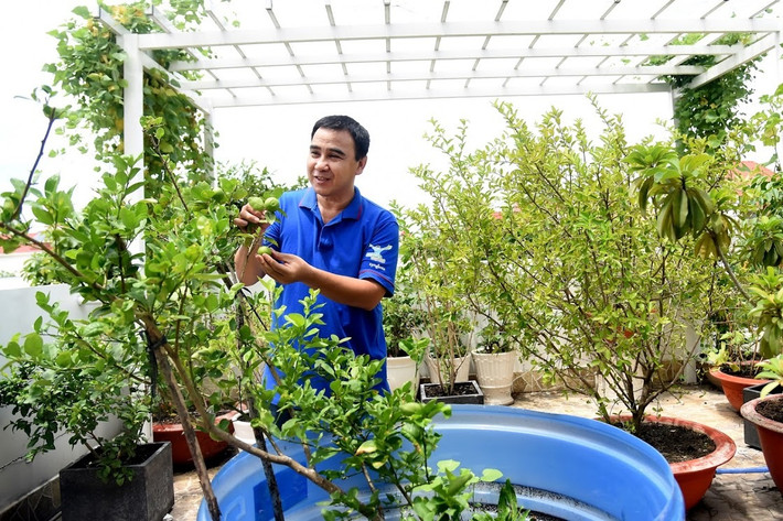 Tầng sân thượng như một vườn sinh thái nho nhỏ với các loại cây ăn quả như cóc, cây chanh, cây ổi, cây lựu...Ảnh: Người đưa tin