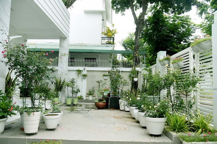 Đặc biệt, khoảng sân trước cửa được Quyền Linh biến thành một vườn hoa hồng với nhiều loài hoa nhập từ nước ngoài như Nhật Bản, Hàn Quốc, Thái Lan…Ảnh: Vietnamnet.