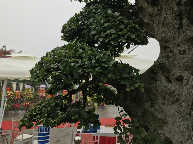 Những cây độc lạ như thế này, nhiều người đôi lúc có tiền cũng không thể mua được. Ảnh: Dân Việt.