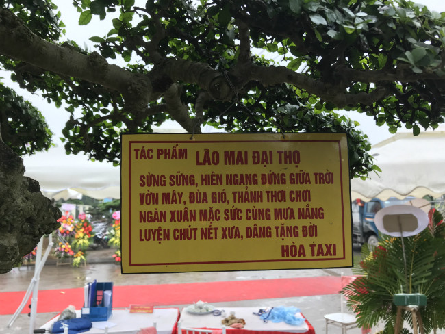 Cây duối cổ có tên “Lão mai đài thọ” của ông Lại Quang Hòa (Văn Giang, Hưng Yên) thu hút sự chú ý của khán giả khi đem đến triển lãm cây cảnh tại Văn Giang, Hưng Yên. Ảnh: Dân Việt.