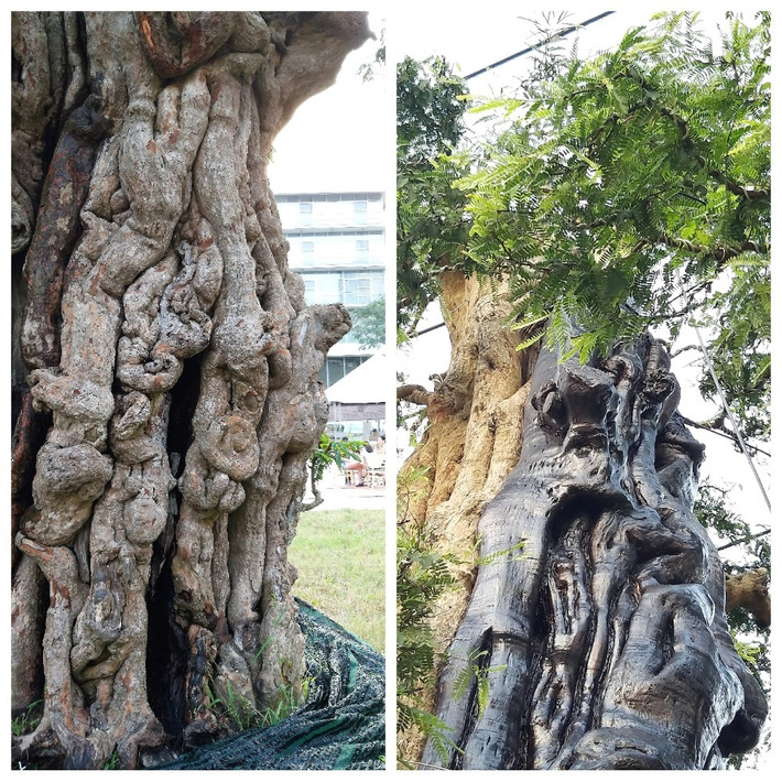 Thân cây me cứng như đá và đã xuất hiện nhiều lũa nên việc chăm sóc đòi hỏi phải có kỹ thuật. Ảnh: Vietnamnet.