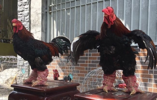 Nhiều năm gần đây, cứ đến Tết Nguyên đán là “cơn sốt” gà Đông Tảo (còn gọi Đông Cảo) lại rộ lên. Loại gà cổ truyền của xã Đông Tảo (Khoái Châu, Hưng Yên) chính là một đặc sản tiến vua.