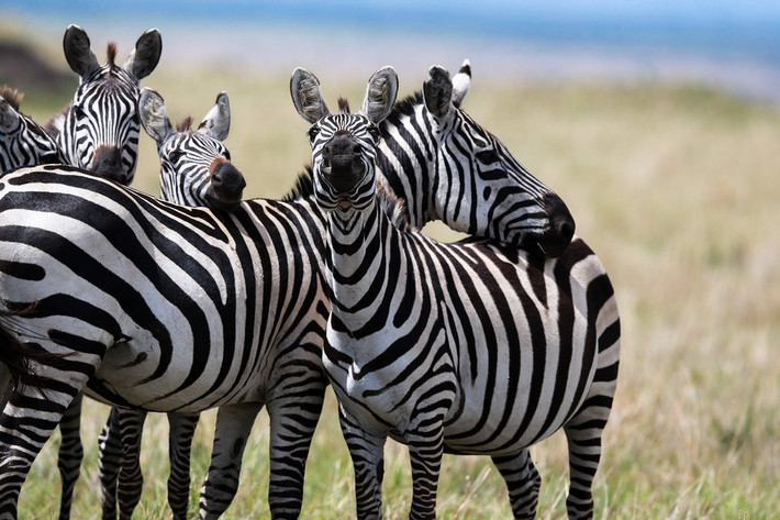 Đàn ngựa vằn tò mò nhìn vào ống kính máy ảnh trong vườn quốc gia Maasai Mara, Kenya.