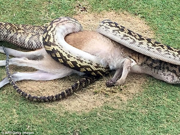 “Những người chơi golf gần đó hét lên để gọi chúng tôi. Họ nói rằng một con trăn đã bắt được chuột túi”, ông Willemse nói.“Sau khi nuốt gọn con mồi, trăn khổng lồ đã trườn trở về bụi rậm. Nó chắn hẳn không cần ăn trong vài ngày tới”.
