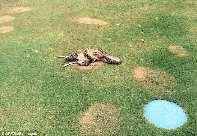 Robert Willemse, một người chơi golf, nói với tờ Cairns Post rằng con trăn đã cắn chặt lấy đầu của con chuột túi, kéo nó ra bãi cỏ gần lỗ số 17.