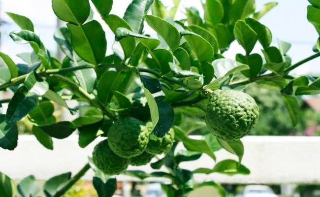 Cây chúc (chanh Thái, chanh chúc) là loại cây thuộc họ chanh, có mùi thơm đặc trưng. Trước đây, chanh chúc vốn dĩ là cây mọc hoang ở vùng An Giang, rất ít người trồng và có nguy cơ bị “tuyệt chủng”. Ảnh: Internet