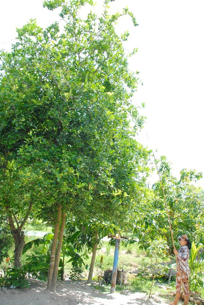 Cây chúc càng lâu năm càng cho nhiều trái. Thời điểm vào mùa thu hoạch rộ, quả chúc có giá dao động từ 70.000 - 80.000 đồng/kg. Ảnh: Plo
