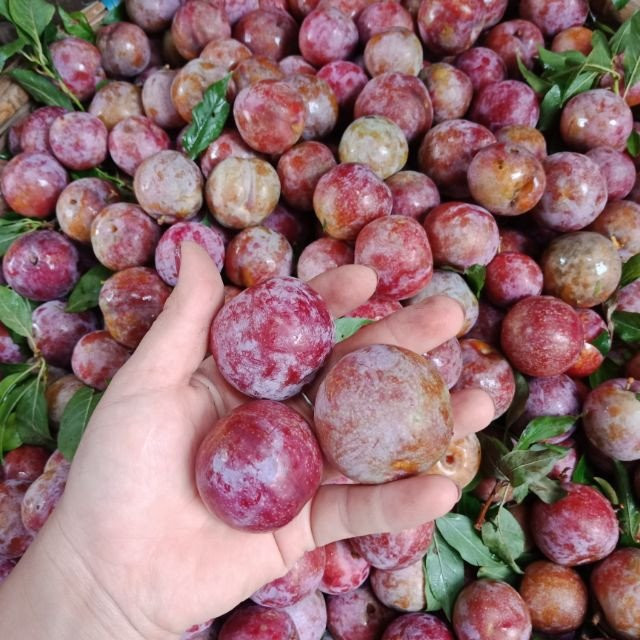 Những trái Mận hậu Ruby Sơn La được tuyển chọn và phân phối bởi các chuyên gia của Mia Fruit – một doanh nghiệp có kinh nghiệm xây dựng thương hiệu của nhiều nông sản trong nước và nhập khẩu. Ảnh: Dân Việt