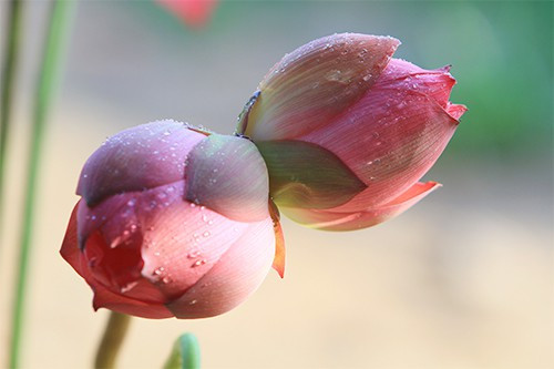 Sen Tịnh Đế cũng đượm hơn hương của hoa sen bình thường. Nếu dùng để ướp trà hay pha nước thì mùi vị giữ được lâu hơn. Ảnh: VTV