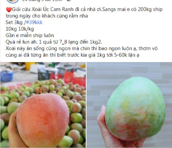 Ngoài hoa quả Bắc Giang, cũng có nhiều hội nhóm kêu gọi giải cứu xoài Úc đỏ Khánh Hòa. Ảnh chụp màn hình