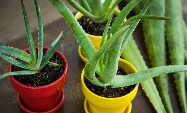Không chỉ làm mát ngôi nhà, cây nha đam còn có khả năng tuyệt vời trong việc thanh lọc không khí, cung cấp thêm O2 giúp làm mát môi trường.