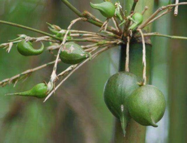 Quả tre lê có vỏ màu xanh quen thuộc của cây tre, hình tròn với phần chóp nhọn giống như quả đào.