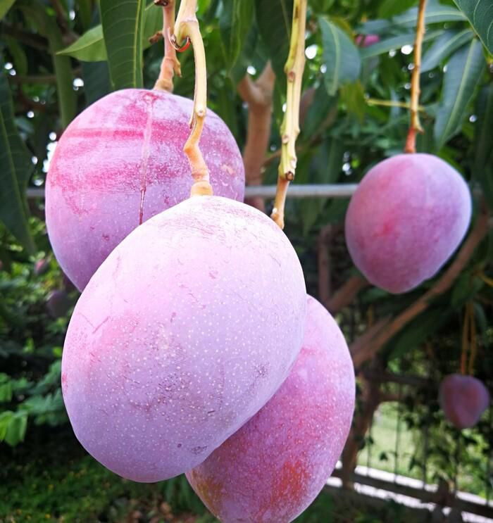 Năm ngoái, hai cây xoài này cho ra những quả xoài màu hồng ngọc khác thường và được chủ vườn "Damini". Trên thực tế, đây là xoài Miyazaki (hay còn gọi "trứng mặt trời"), một giống xoài của Nhật Bản. Ảnh: Hindustantimes.
