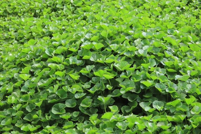Tương tự, rau má cũng rất dễ trồng, chỉ cần là nơi có đất ẩm mát là có thể phát triển dễ dàng. Ảnh: Internet