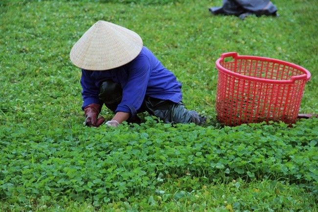Với giá dao động từ 20.000 - 25.000 đồng/kg, gia đình trồng nhiều có thể thu về cả triệu đồng mỗi ngày. Ảnh: Dân Việt