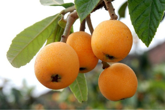 Thế nhưng, nhiều người Việt đang sinh sống tại Nhật Bản tỏ ra bất ngờ và khẳng định, biwa gần như là một loại cây mọc dại bên đường, quả không có giá trị đến mức như “ca tụng”.