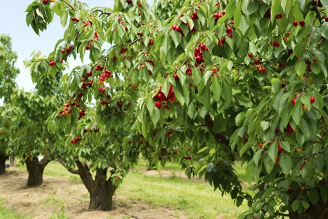 Thậm chí, ở các nước châu Âu, cherry thường mọc tự nhiên, hoặc được trồng trong vườn hay có nơi còn làm hàng rào.