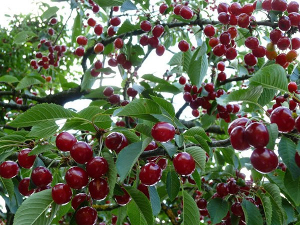 Tháng 6 đến tháng 7 là mùa thu hoạch cherry. Cherry thường chín rộn trong 1-2 tuần nên nhiều gia đình không kịp thu hoạch mà để rụng.