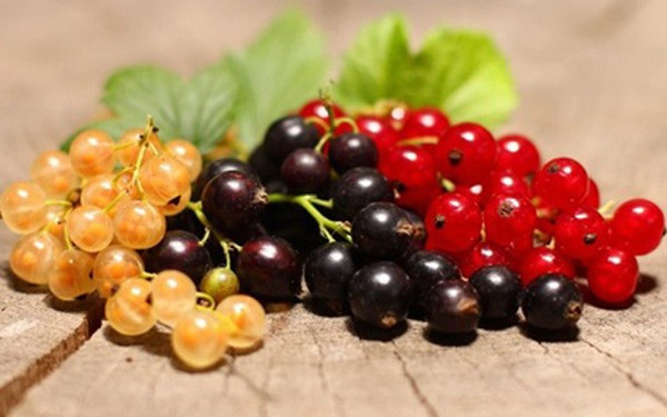 Cách đây vài năm, nho chuỗi ngọc từng "làm mưa làm gió" tại Việt Nam dù giá lên tới 2 triệu đồng/kg.