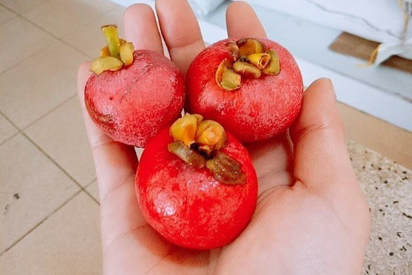 Là loại quả sạch nên măng cụt rừng được nhiều người mua với giá từ 35.000 - 50.000 đồng/kg. Ảnh: Facebook
