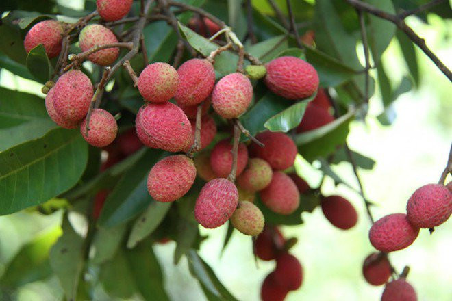 Vải rừng có nhiều ở các tỉnh miền Trung, miền Nam. Mùa vải rừng diễn ra khoảng 2 – 3 tháng nhưng sản lượng của loại trái cây này không có nhiều, đến chừng cuối tháng 5 thì sẽ khan hiếm. Ảnh: Facebook