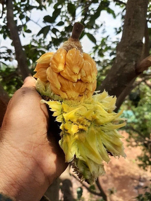 Dù đắt gấp 4-5 lần so với mít trồng tại vườn nhà nhưng mít rừng vẫn hút khách do sự khác lạ và hương vị đặc biệt. Ảnh: Facebook