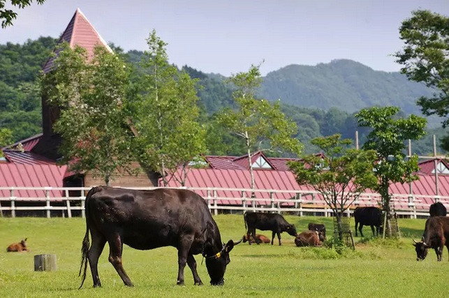 Lý do khiến thịt bò Kobe đắt đỏ là bởi chúng rất hiếm, chi phí chăm sóc cao cũng như chất lượng thơm ngon độc đáo. Ở mỗi giai đoạn, bò Kobe lại được chăm sóc theo một chế độ riêng, đặc thù.