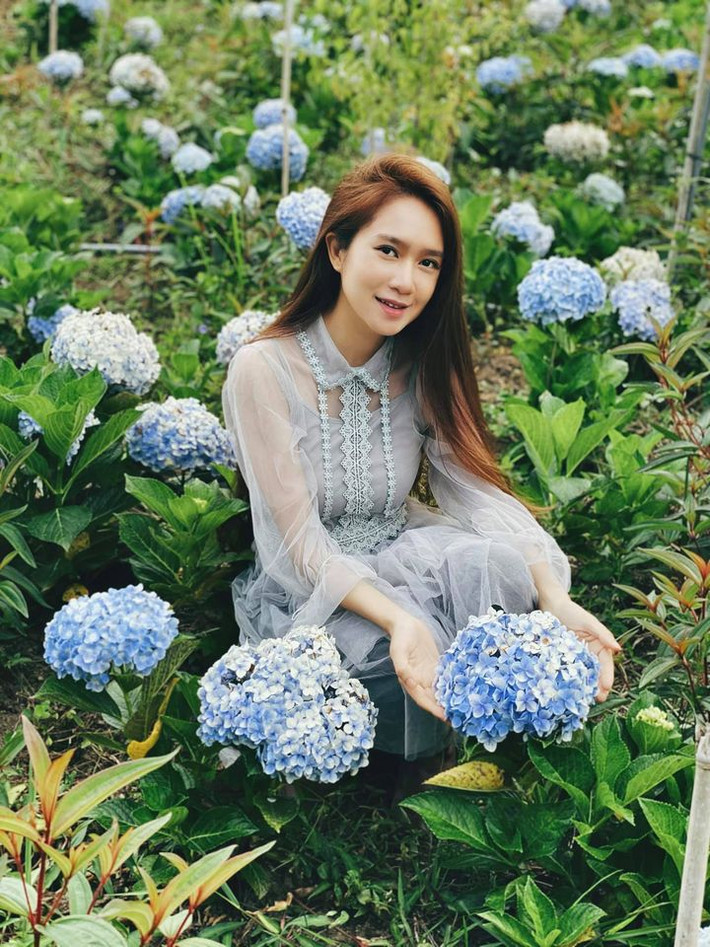 Ngoài ra, vợ chồng Lý Hải - Minh Hà còn trồng cả một vườn hoa cẩm tú cầu.