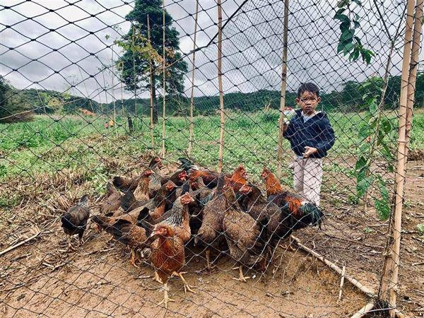 Ngoài ra trong vườn còn có đàn gà hàng chục con do chính Lý Hải nuôi.
