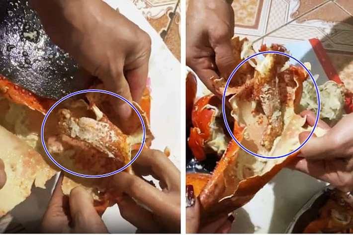 Phần thịt tôm chỉ bằng 1/10 so với kích thước bên ngoài.