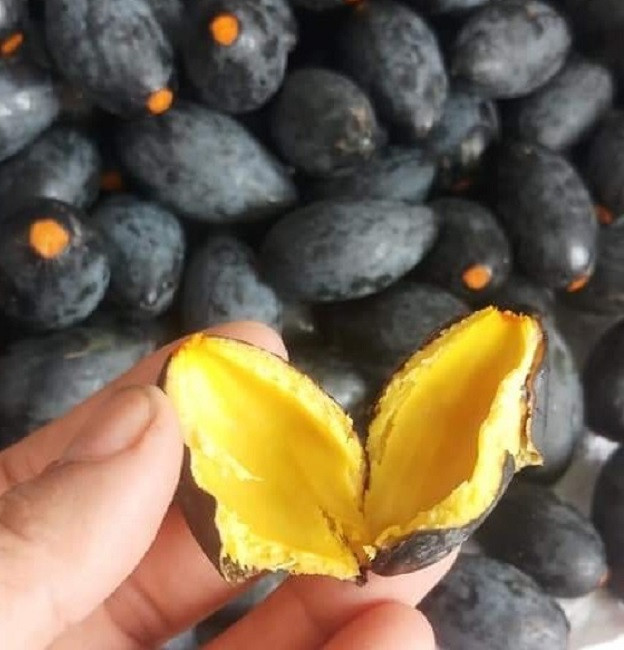 Quả trám là món ăn bình dân rất đỗi quen thuộc với nhiều người. Đây cũng là đặc sản nổi tiếng ở các tỉnh miền núi phía Bắc như Lạng Sơn, Lào Cai, Yên Bái, Thái Nguyên, Bắc Giang