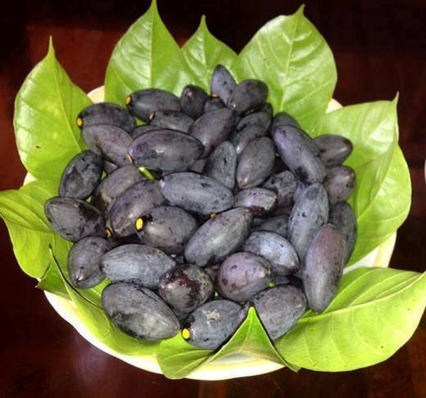Chị Toàn (một người buôn trám ở Bắc Từ Liêm, Hà Nội) cho biết, cứ đến mùa trám, chị nhận được hàng trăm đơn hàng mỗi tuần.