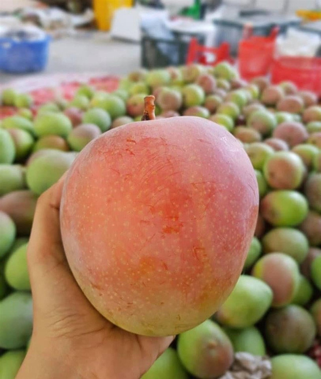 Vài năm trước, xoài Úc vỏ hồng đỏ, nặng 5-7 lạng, loại to có thể lên tới 1 kg/quả khiến không ít người tiêu dùng tò mò. Ảnh: Facebook.