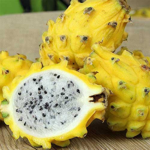 Trước đây, tThanh long vàng được xếp vào nhóm trái cây độc lạ nên giá cao hơn nhiều so với thanh long ruột trắng hay đỏ quen thuộc. Cách đây vài năm, thanh long vàng có giá từ 150.000 – 200.000 đồng/kg. Ảnh: E Food E Good
