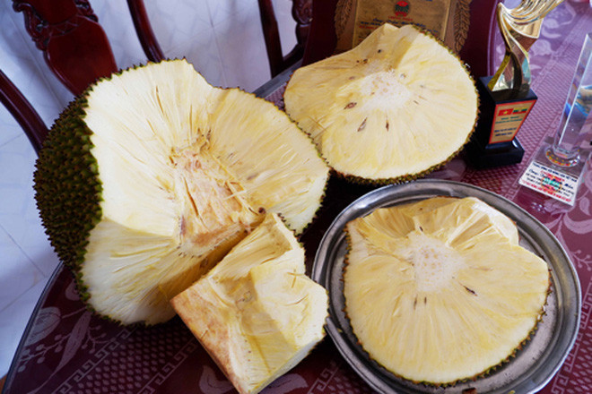 Được biết, đây là loại mít không hạt Ba Láng, đặc sản của miền Tây sông nước. Ảnh: TikTok