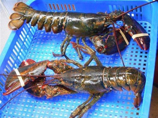 Thế nhưng, trên thực tế, người dân tìm đỏ mắt không thấy nơi nào bán loại tôm này với giá dưới 1 triệu đồng/kg. Ảnh: Zing.