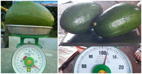 Giá bán lên tới 400.000đ/kg nhưng nơ khổng lồ vẫn bán rất chạy ở Việt Nam. Ảnh: Facebook.