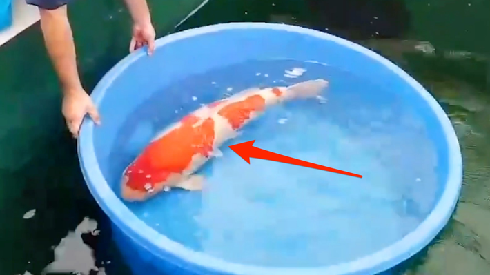 Theo tờ Business insider, con cá Koi siêu đắt ấy có tên S Legend, 9 tuổi, thuộc giống Kohaku, chiều dài khoảng 101 cm.