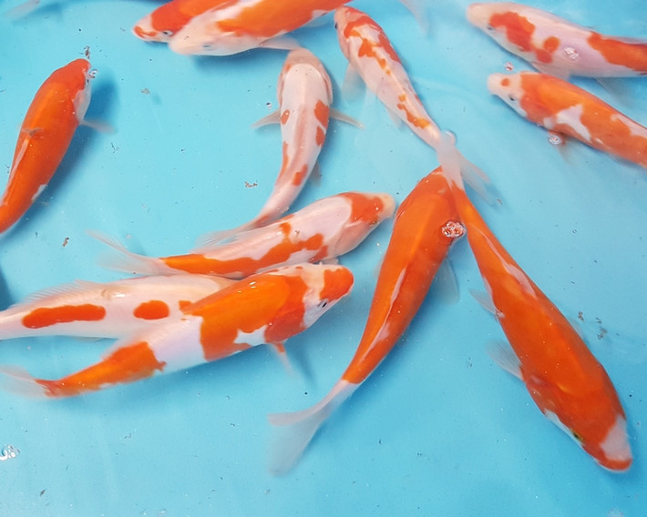 Những con cá Koi có sự cân bằng tốt về màu sắc, hoa văn thì giá càng cao.