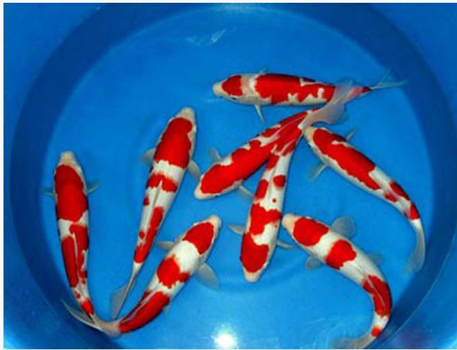 Một con cá Kohaku hoàn hảo phải đảm bảo màu trắng nguyên sơ mà không có bất kỳ sự lệch chuyển sang màu vàng nào.