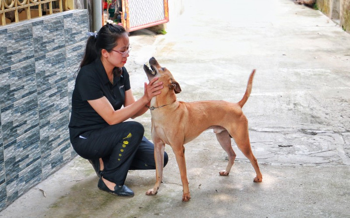 Hàng tháng, chị Hà phải chi trả khoảng 40 triệu cho việc mua đồ ăn và một phần thuốc men cho hơn 100 chú chó Phú Quốc này. Ảnh: Vietnamnet.