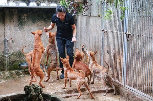 Tìm hiểu chó Phú Quốc từ năm 2009, đến nay chị Hà sở hữu 5 trang trại với hơn 100 cá thể chó Phú Quốc. Ảnh: Vietnamnet.