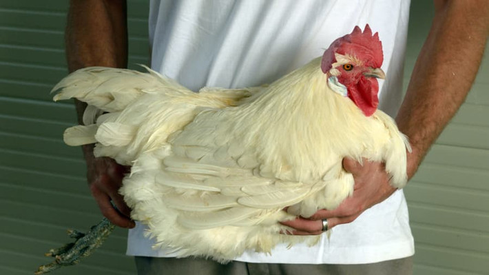 Gà Bresse được coi là giống gà quốc bảo của nước Pháp. Chúng có xuất xứ từ vùng đông Bouresse.