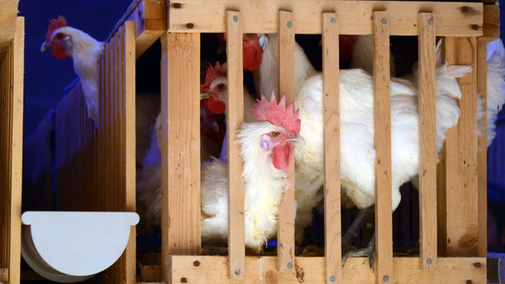 Theo quy định của Pháp, chuồng nuôi phải đảm bảo không gian hoạt động 10m2 cho mỗi con gà Bresse.