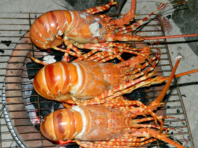 Tuy nhiên, điều quan tâm nằm ở chỗ những con tôm hùm này được bảo quản như thế nào? Từ khi đưa ra khỏi vùng nuôi đến lúc bán cho khách hàng có quá lâu hay không? Ảnh: Villa Hotel.